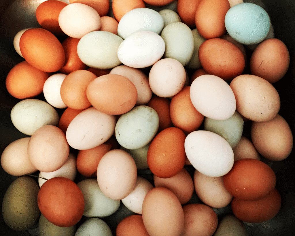 colourful eggs from free range chickens