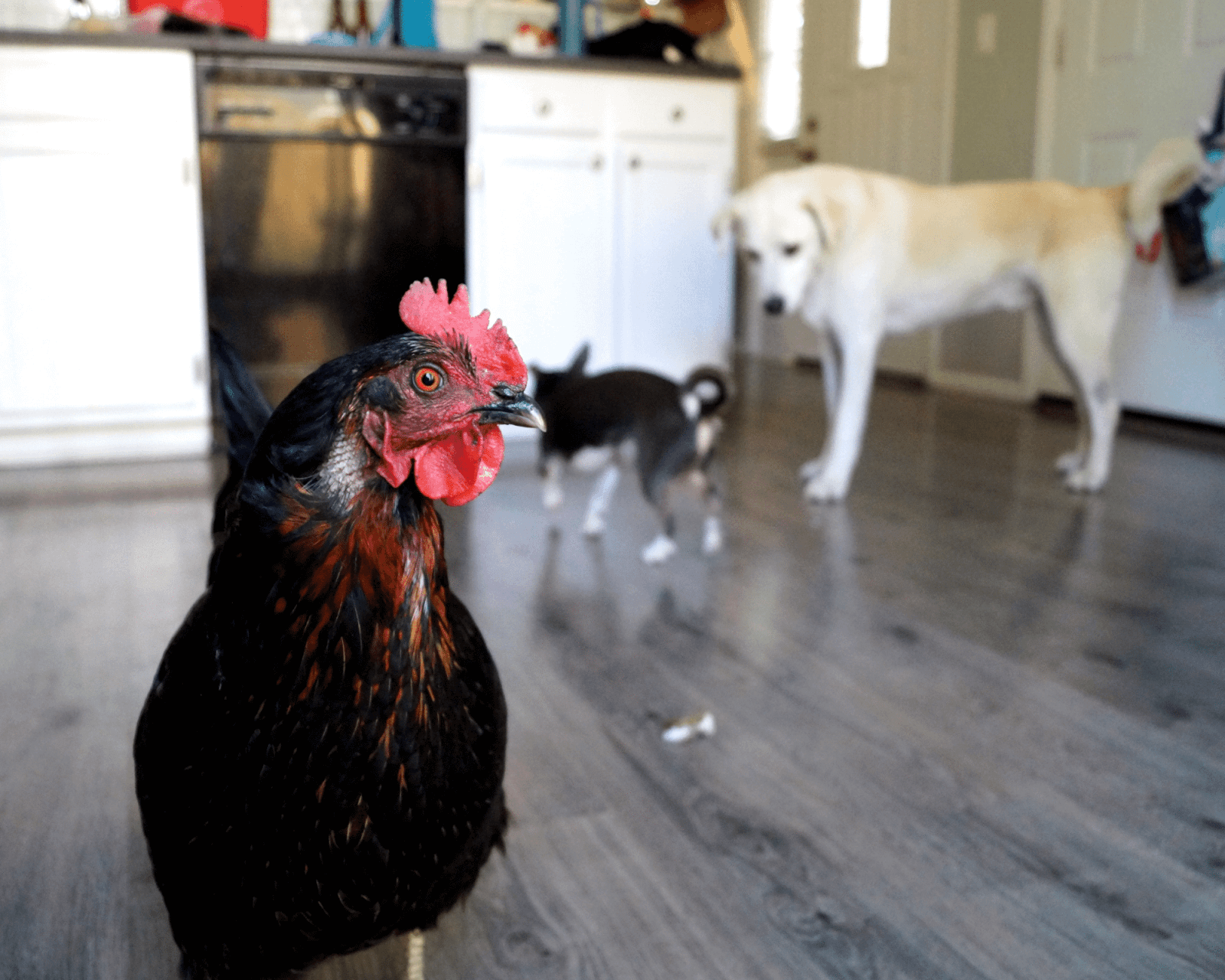 chicken, dog and cat in household