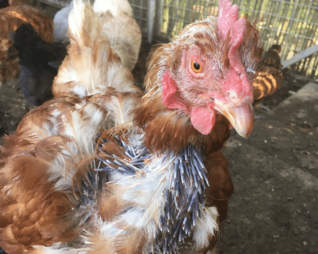 rescue hen