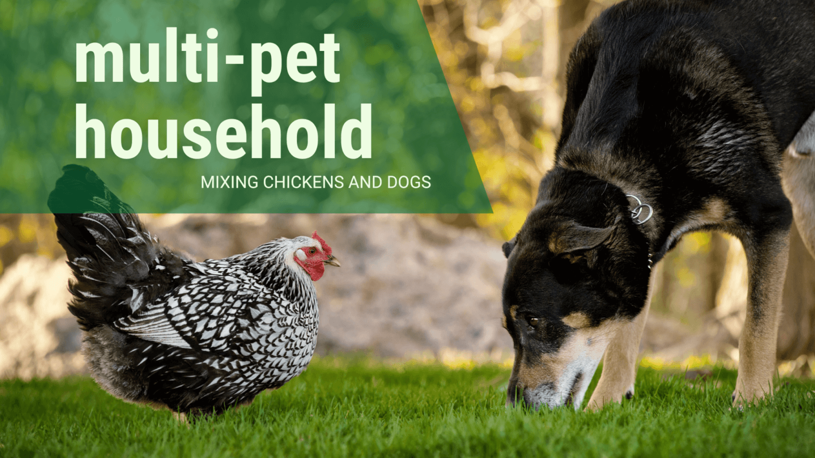 MULTI PET HOUSEHOLD MIXING CHICKENS AND DOGS
