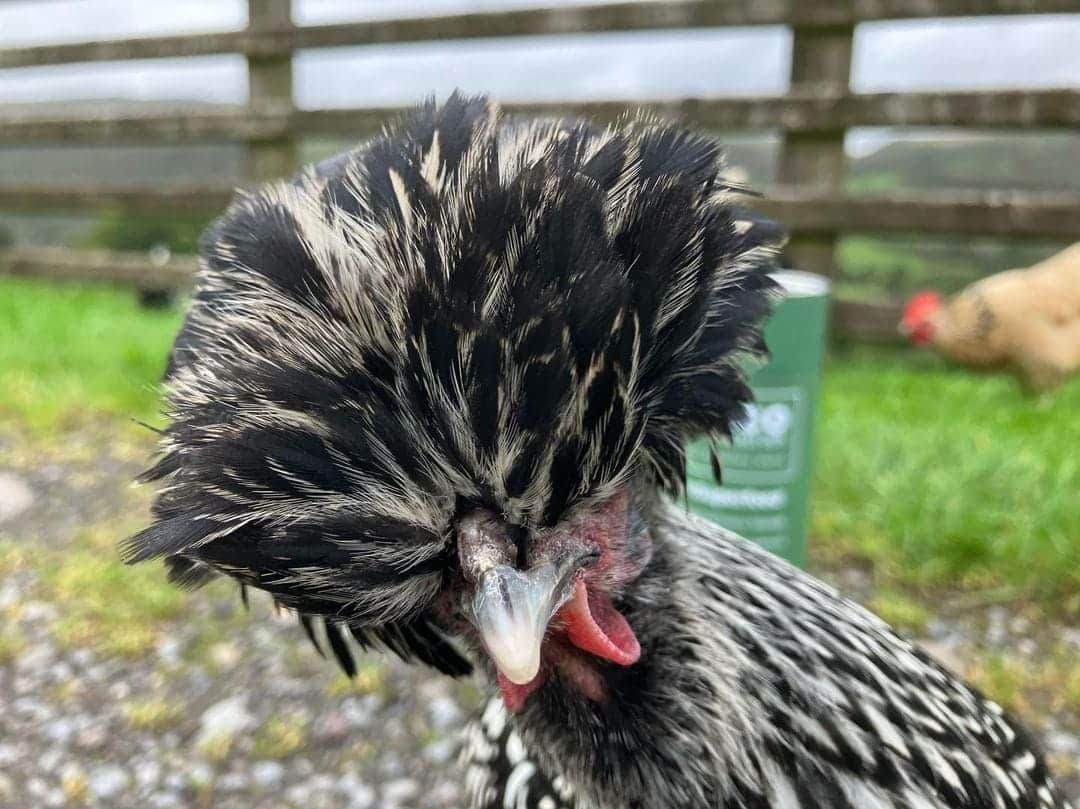 Zoe the Polish Hen with ECOnourish Tube in the background containing Calci Worms