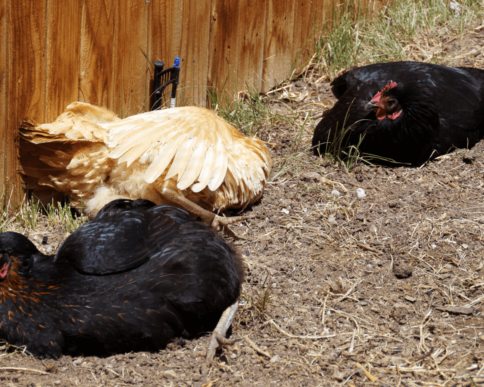 hens dust bathing