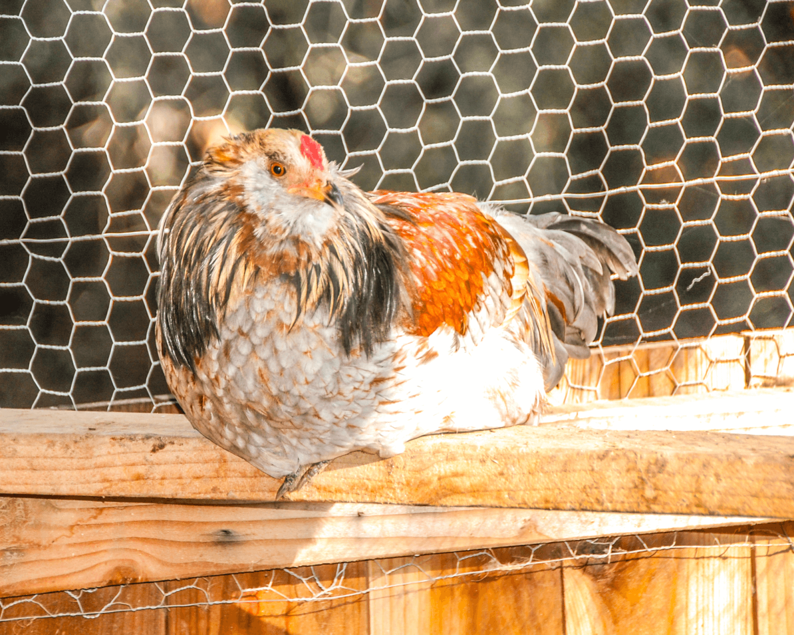 chicken resting on perch