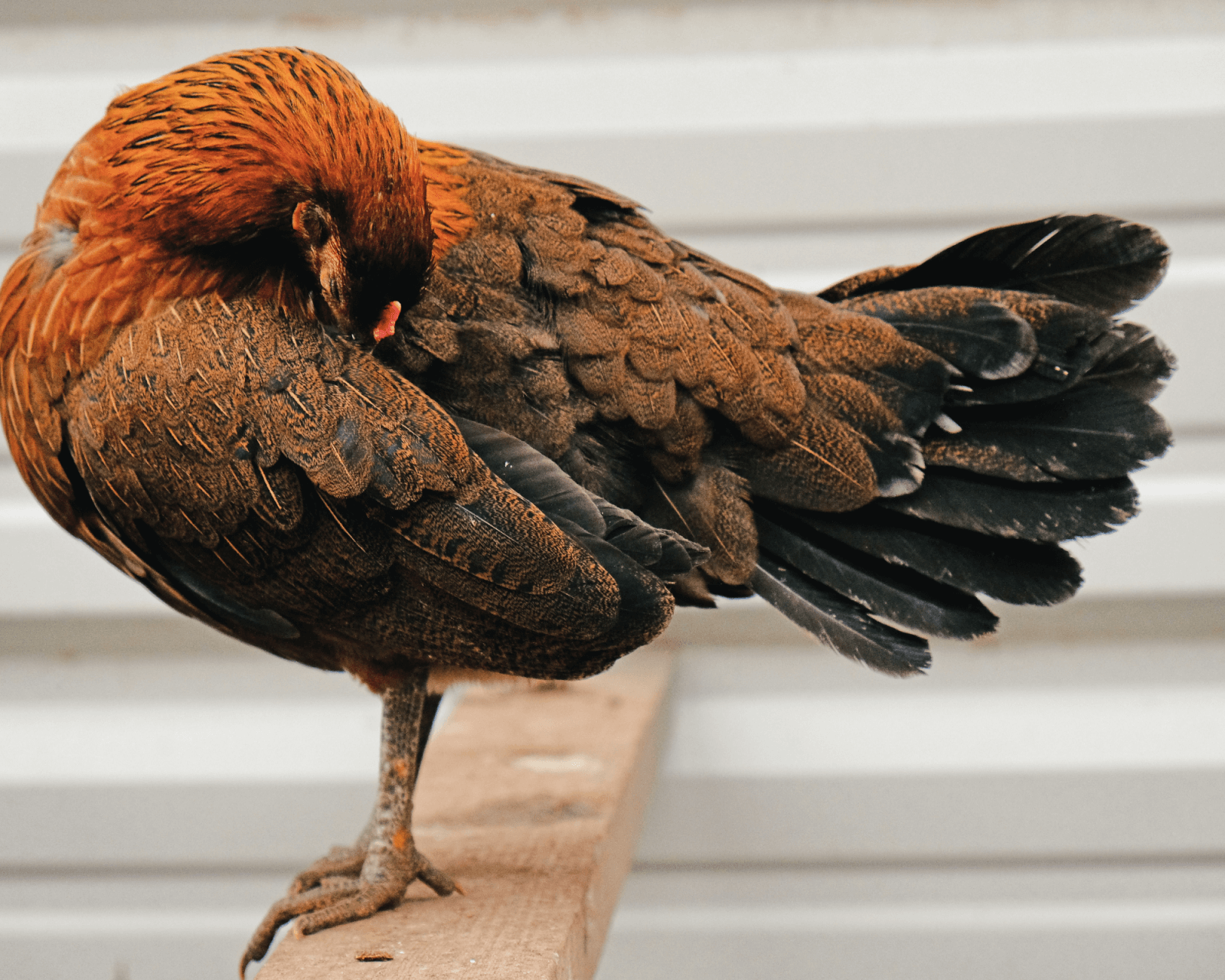 hen preening