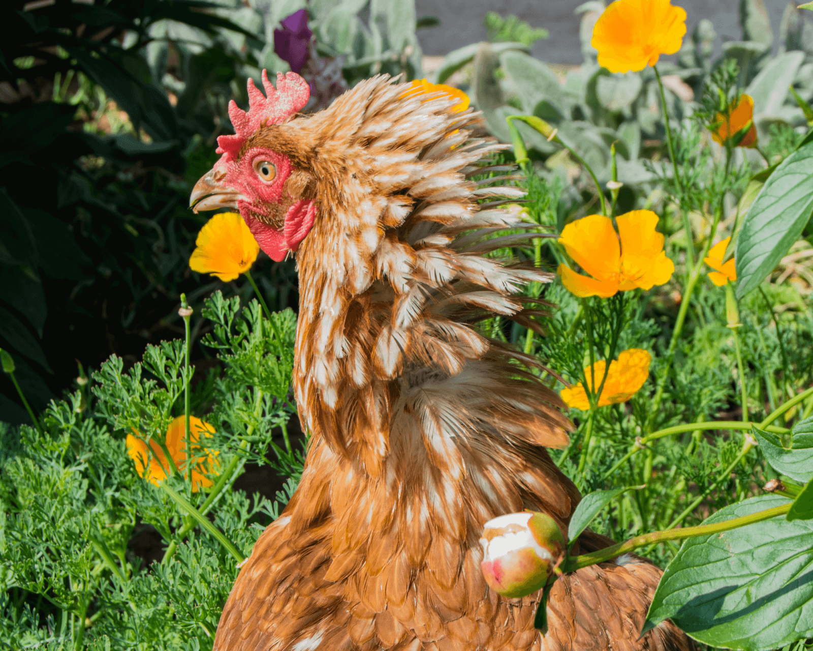 aggressive chicken