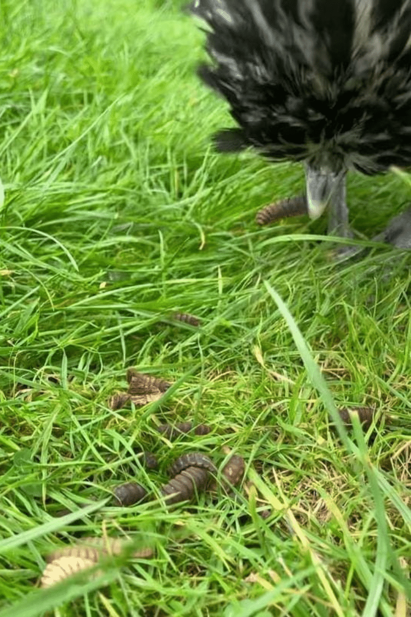 chicken pecking live black soldier fly larvae