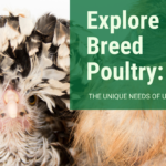 Explore Rare Breed Poultry: The Unique Needs of Unique Birds