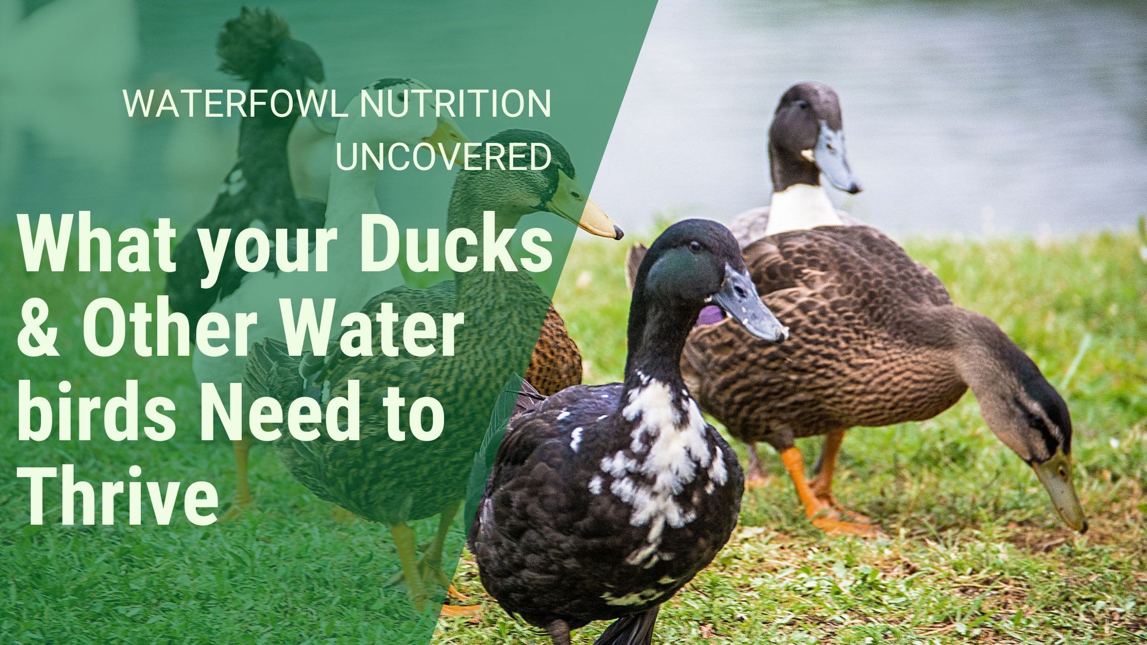 waterfowl nutrition: what your ducks and other water birds need to thrive