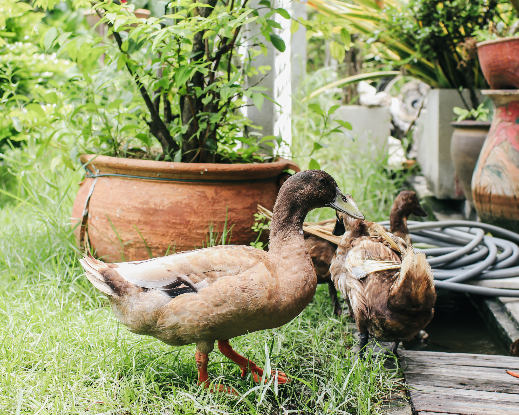 pet ducks in garden