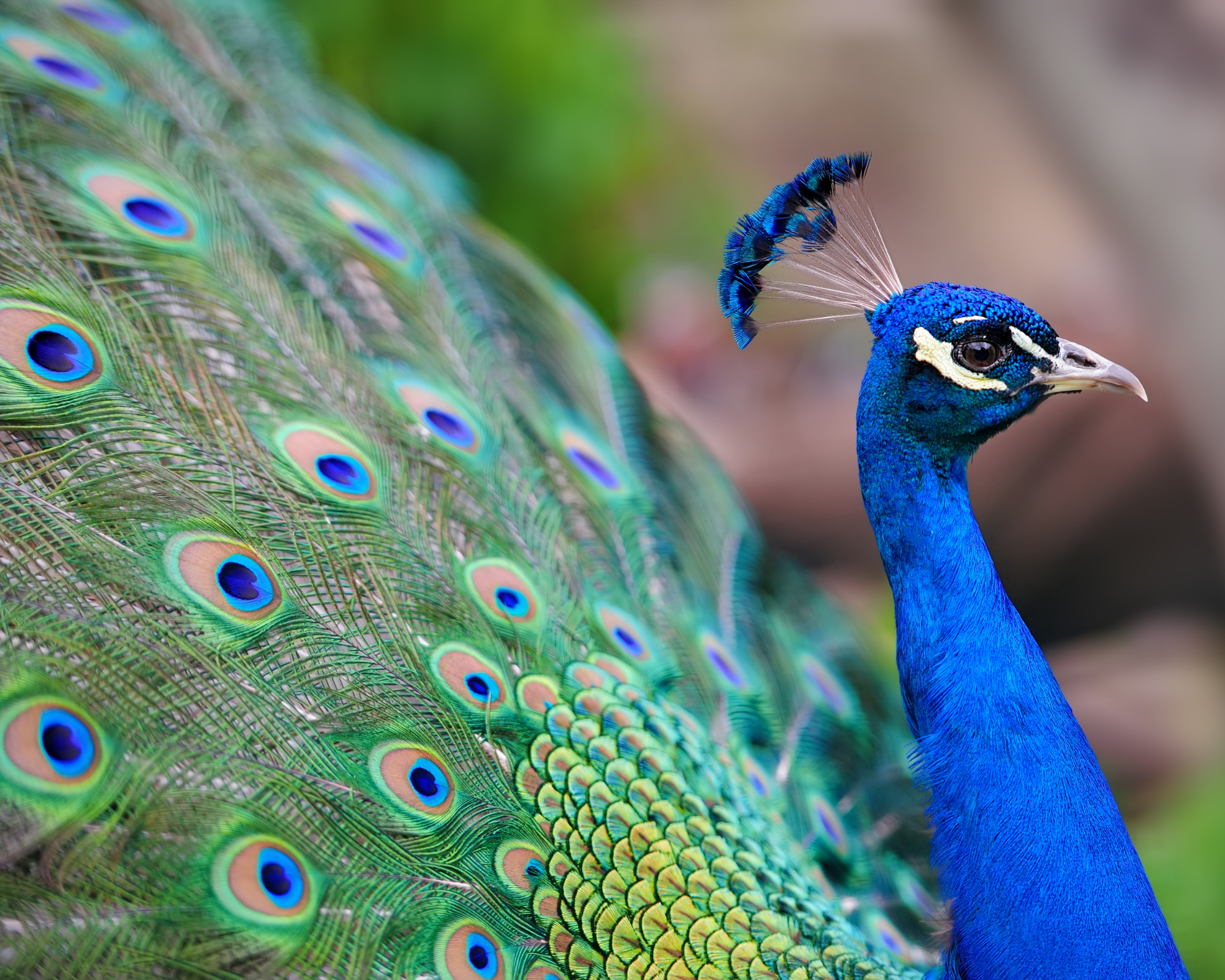 peacock nutritional needs