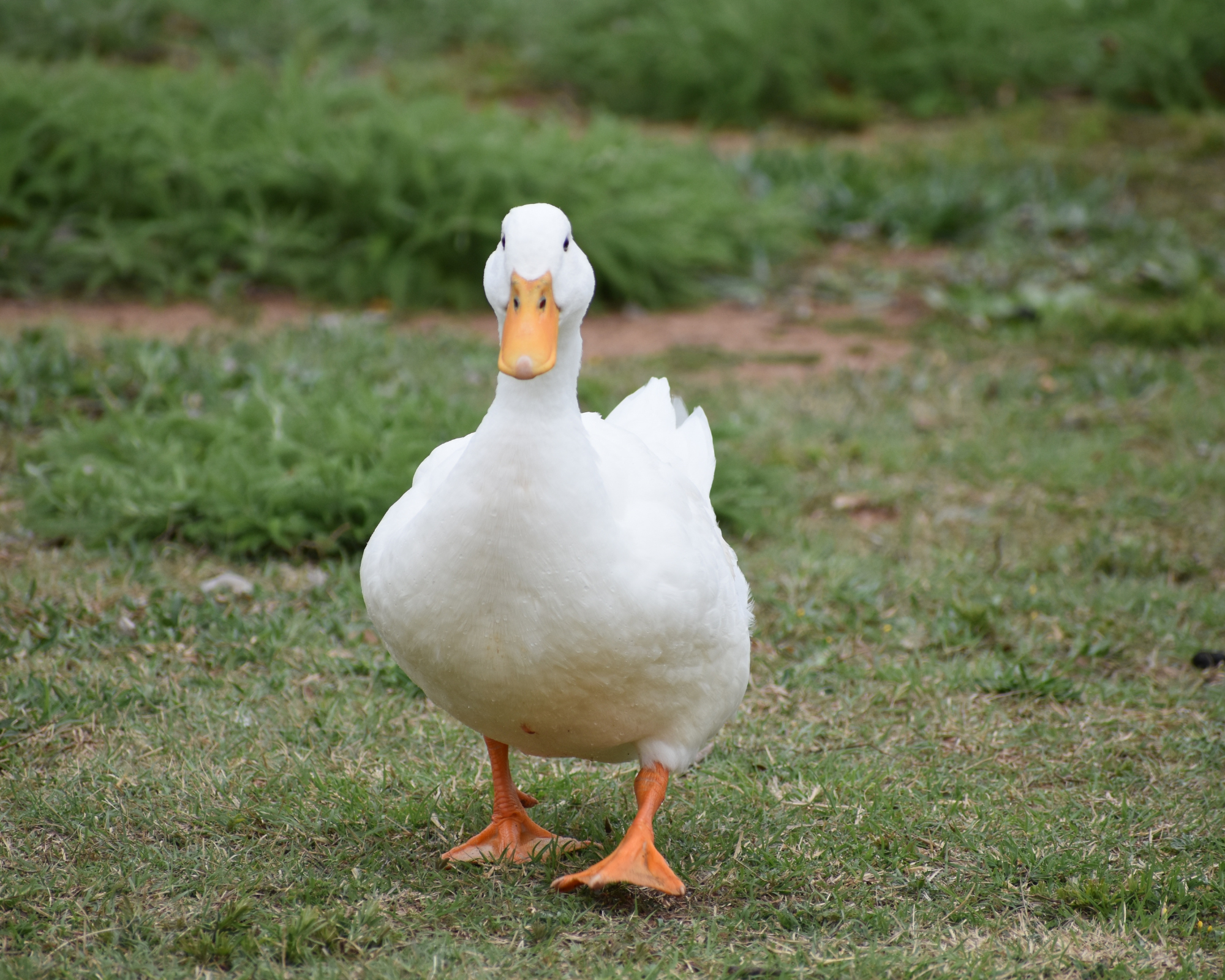 pet duck walking