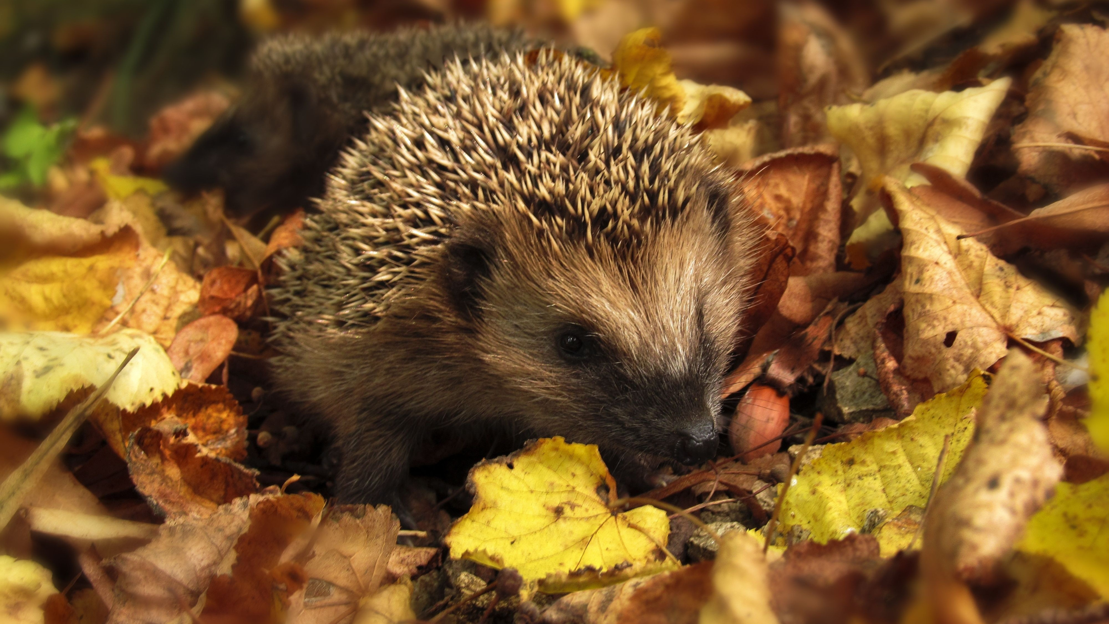 hedgehog's can benefit from black soldier fly larve