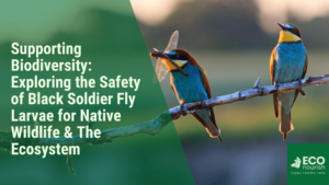 Black Soldier Fly Larvae Biodiversity, Eco System, Wildlife