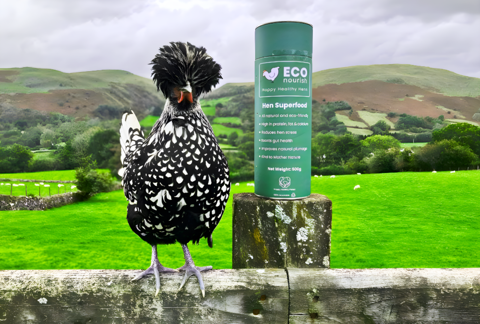 Zoe The Polish Hen And ECOnourish Tube against Welsh Countryside Background 