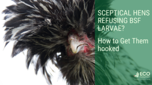 Sceptical Hens Refusing BSF Larvae? How to Get Them Hooked