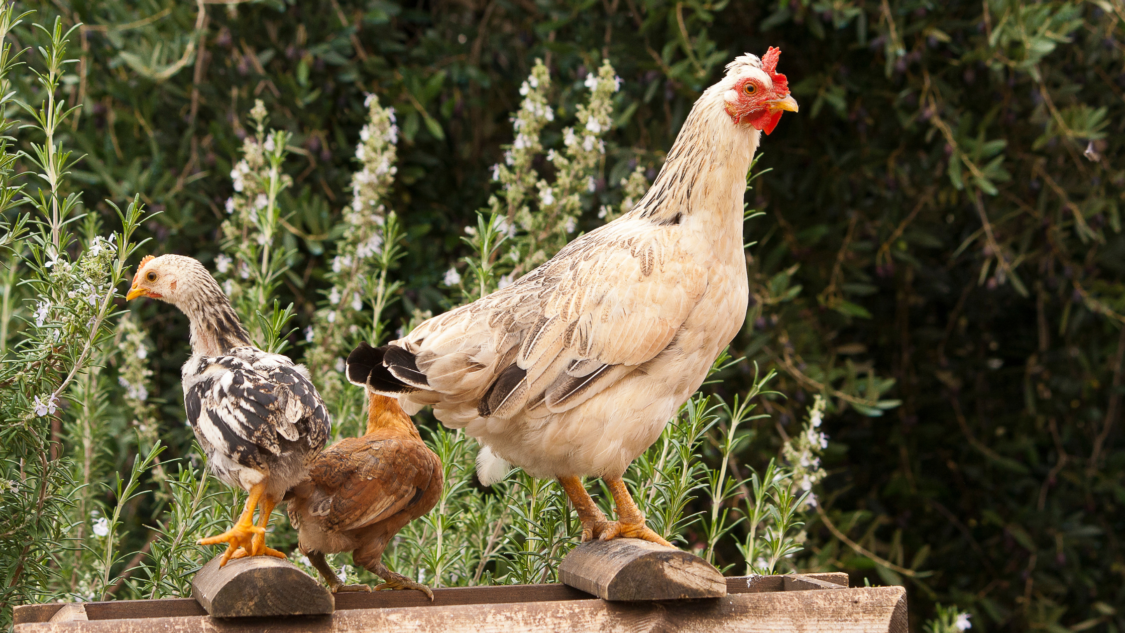 hen and pullet