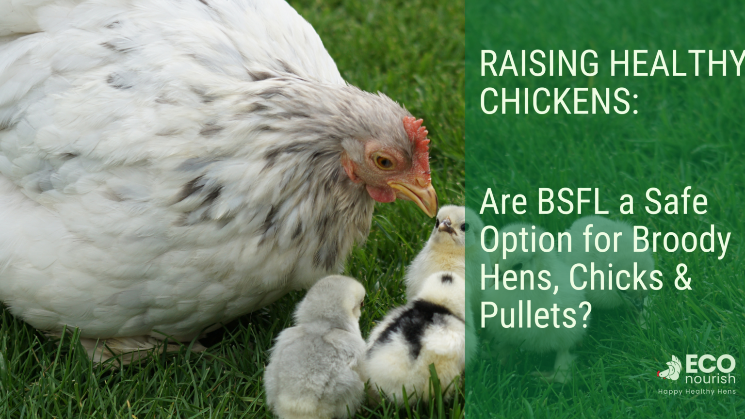 Raising Healthy Chickens Is Black Soldier Fly Larvae a Safe Option for