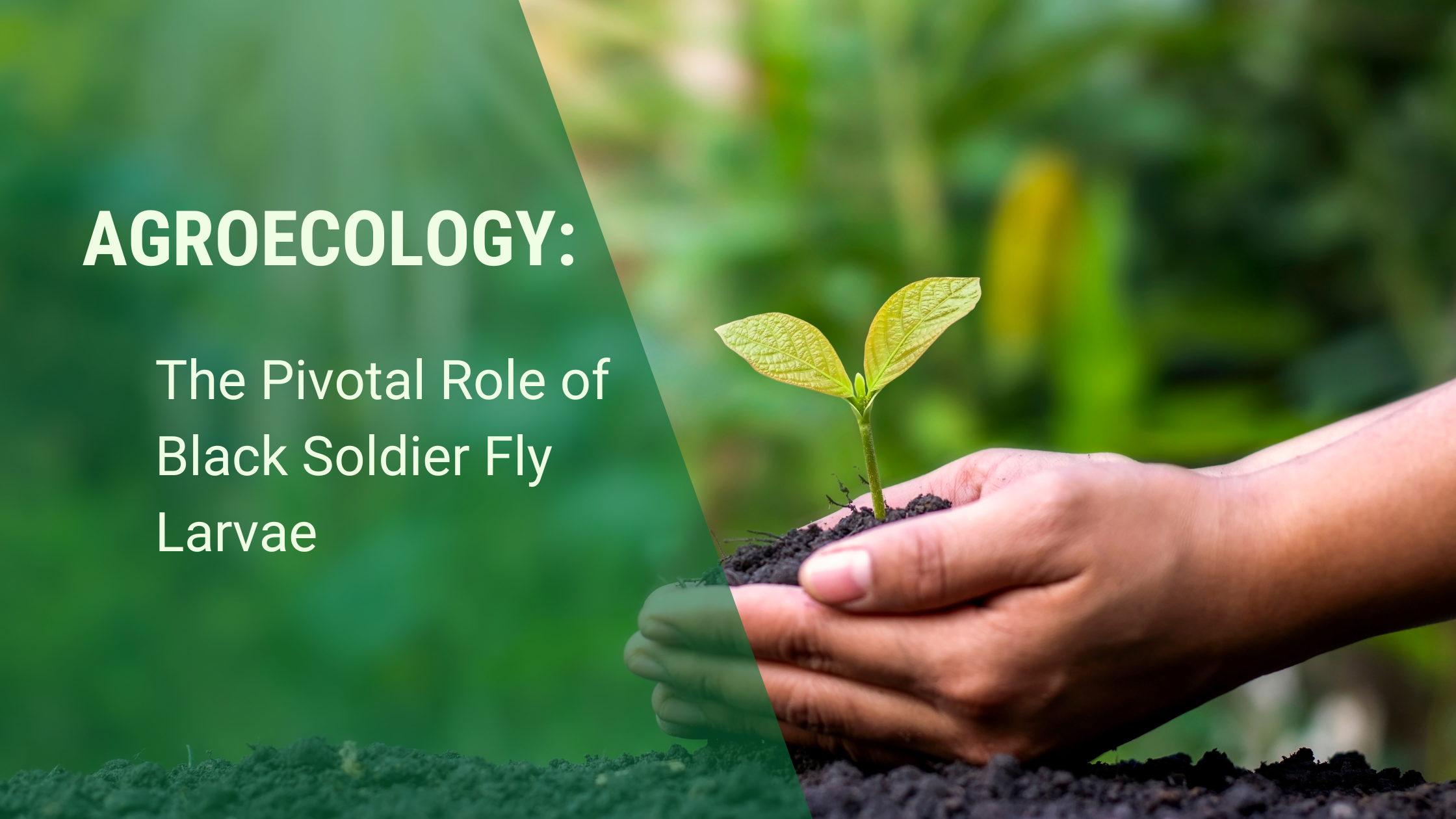 agroecology: the pivotal role of black soldier fly larvae