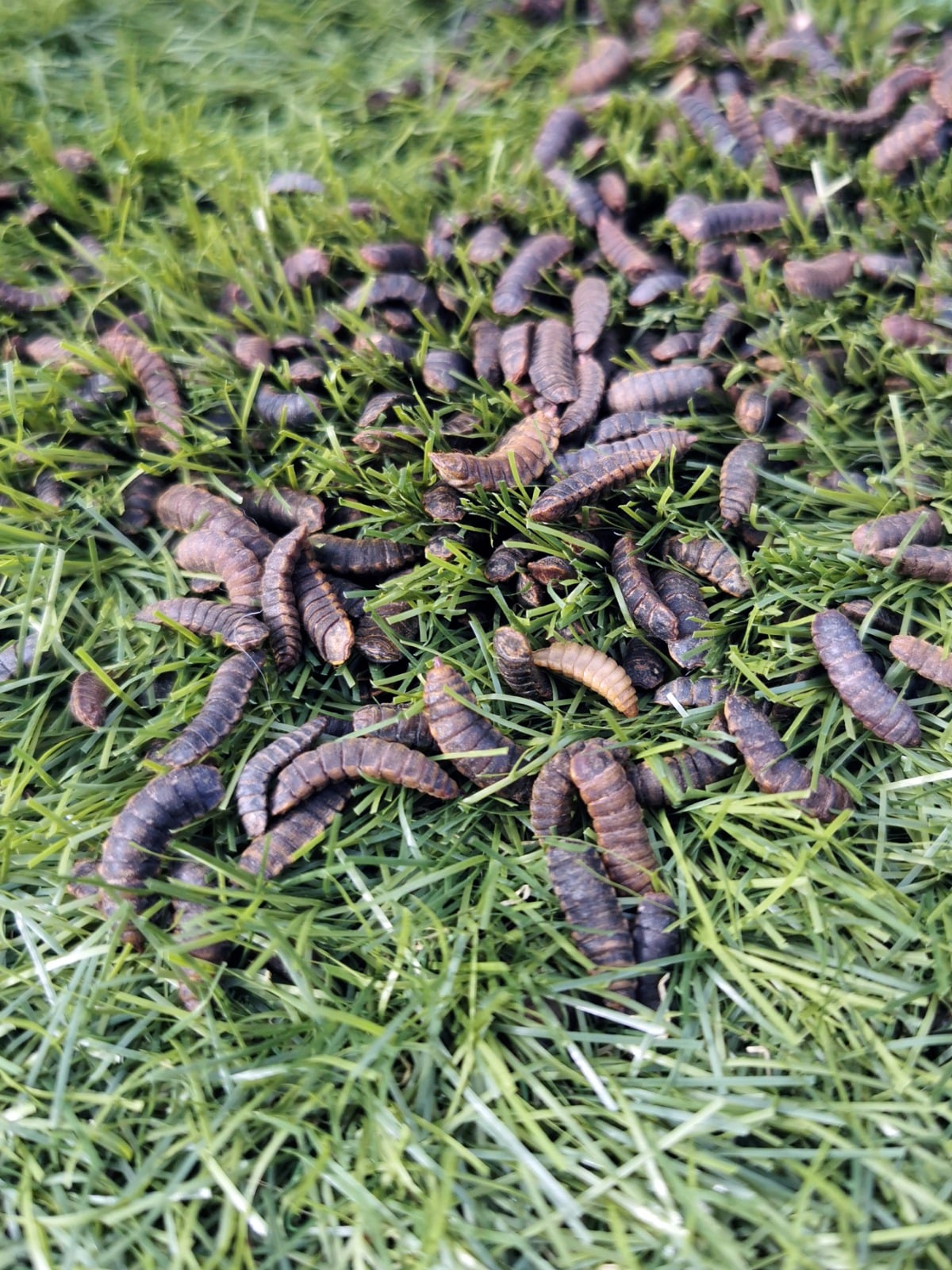scattered live black soldier fly larvae aka calci worms