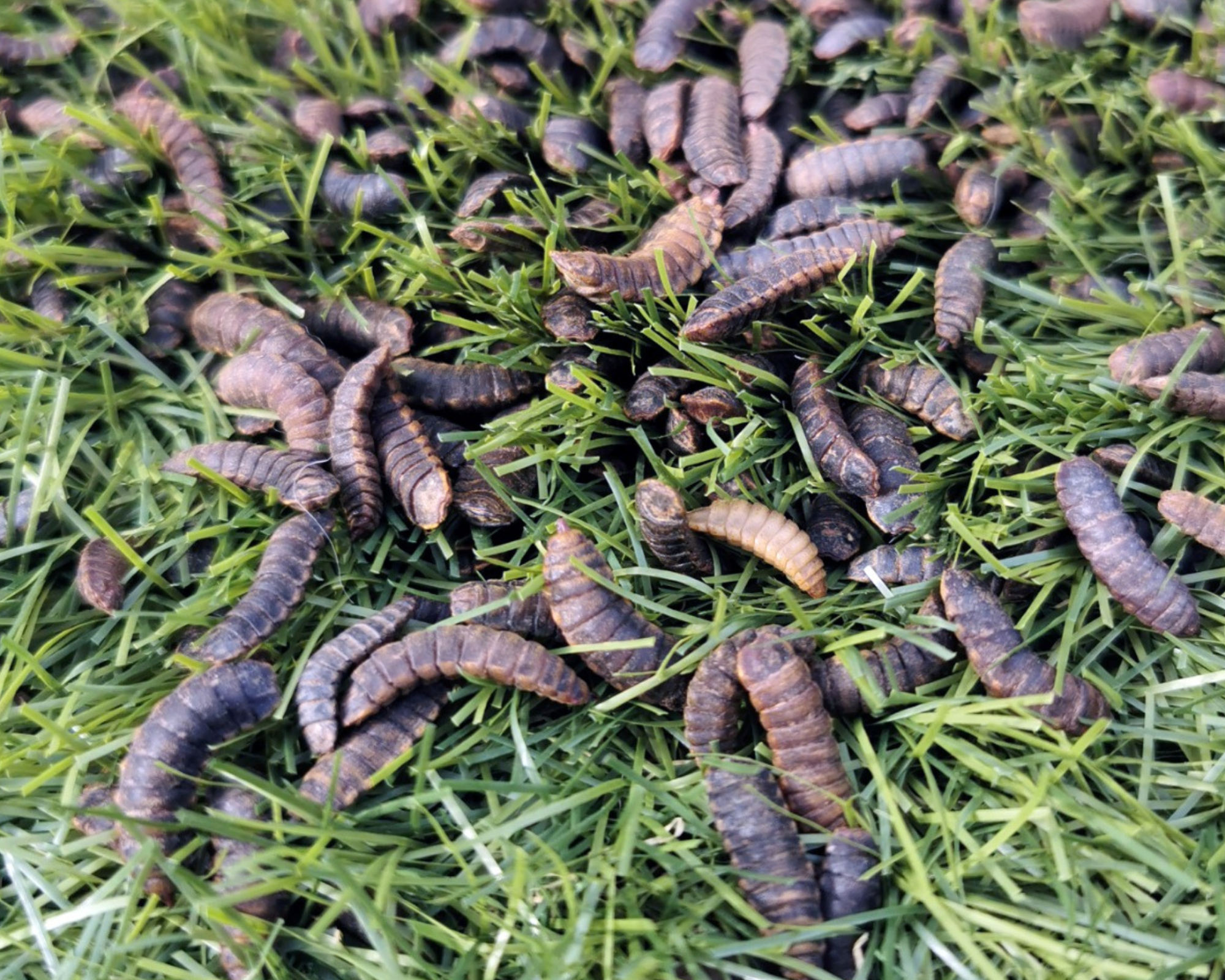 live black soldier fly larvae in grass