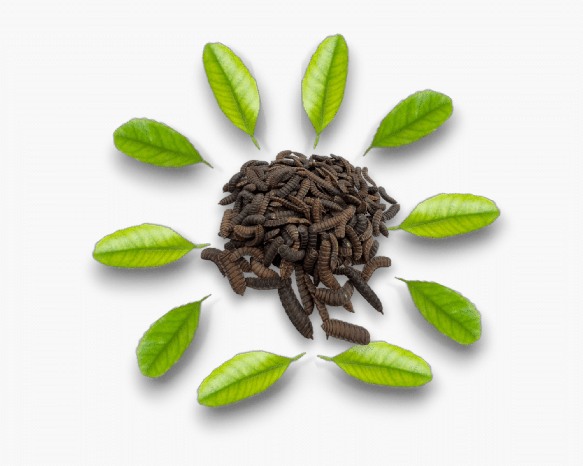 Black soldier fly larvae surrounded by leaves