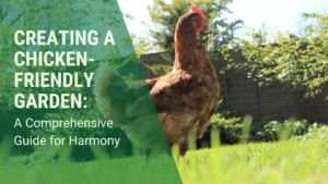 image of a chicken in a tidy garden text: Creating a chicken-friendly garden