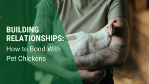 image of woman with feather tattoos holding a relaxed, happy chicken. Text: Building relationships: How to Bond With Pet Chickens