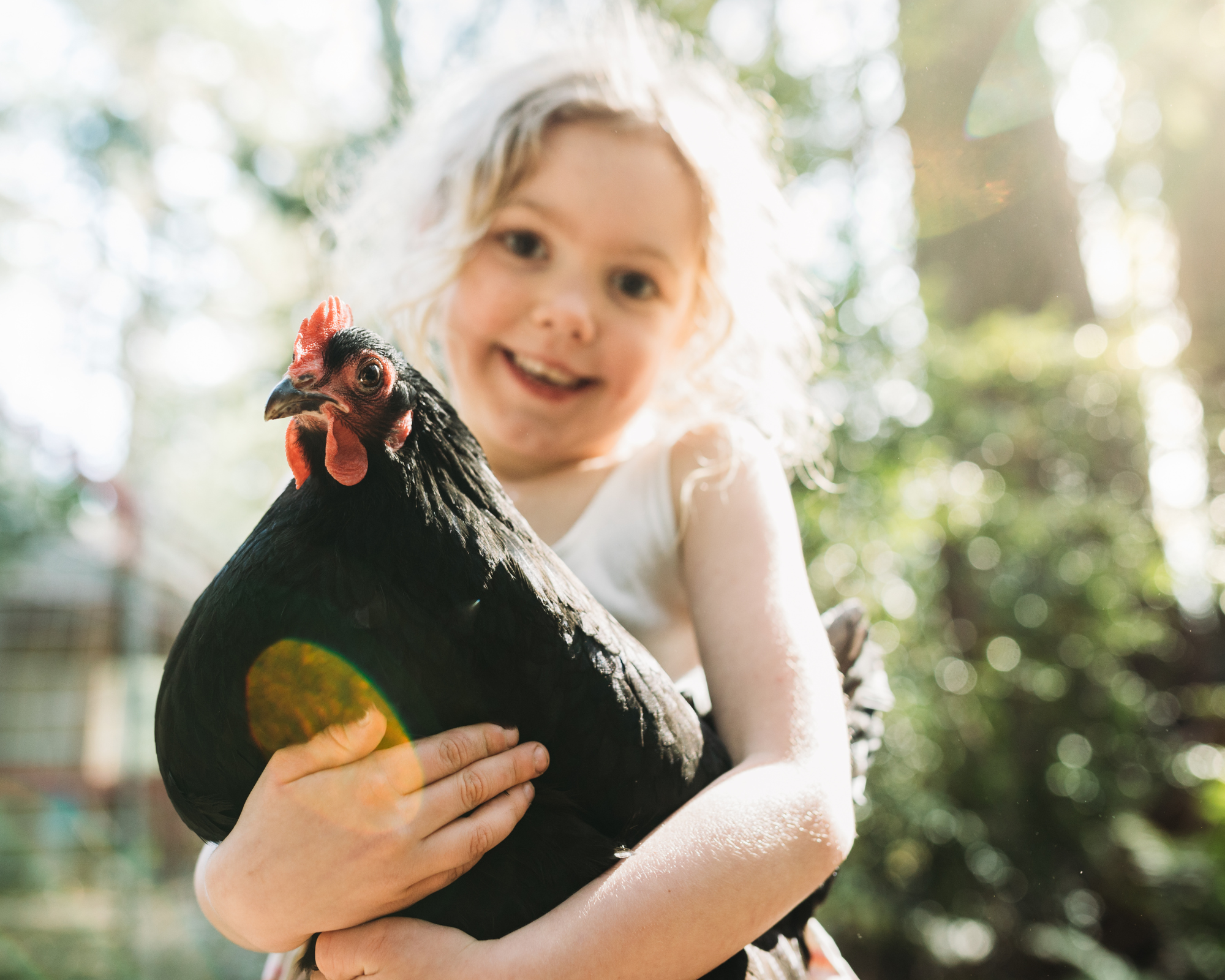 child bonding with pet chicken