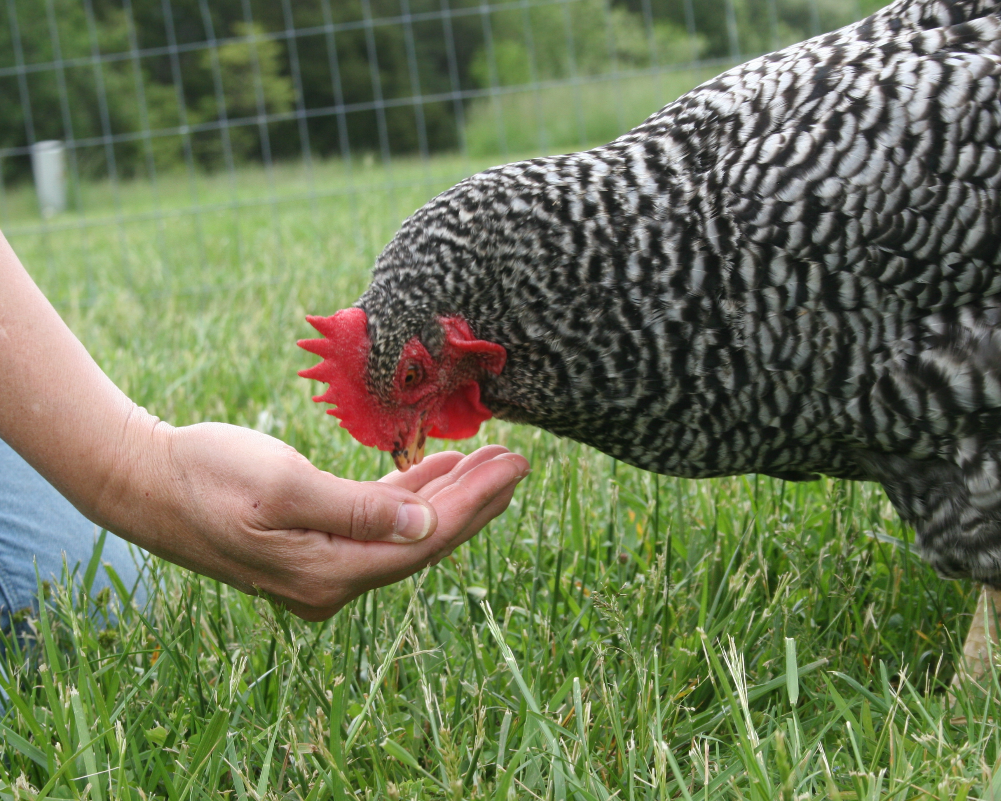 hand feeding pet chicken for bonding